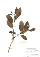 藏品(長葉厚殼樹(山檳榔))的圖片